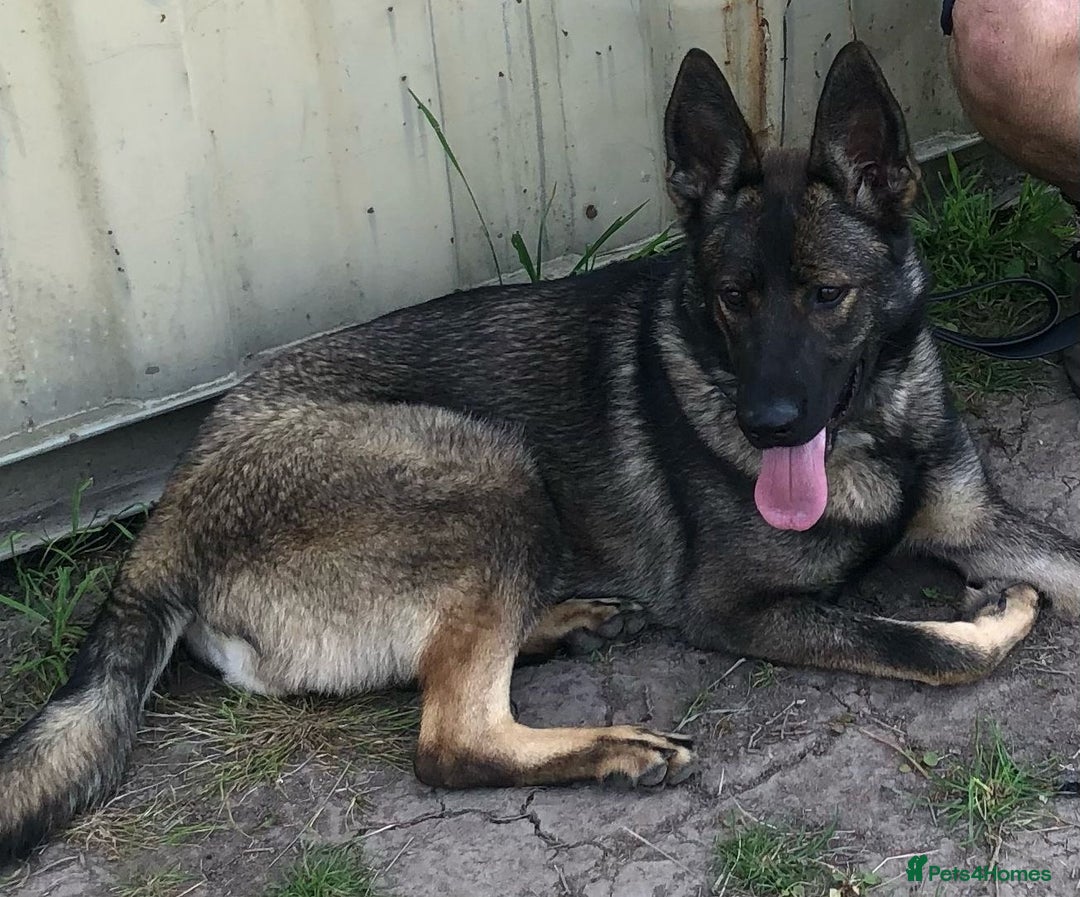 German Shepherd dogs for sale: German shepherd  - Image 4