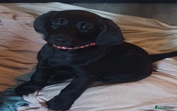 Labrador Retriever dogs for sale: Chunky pups ready now - Advert 5