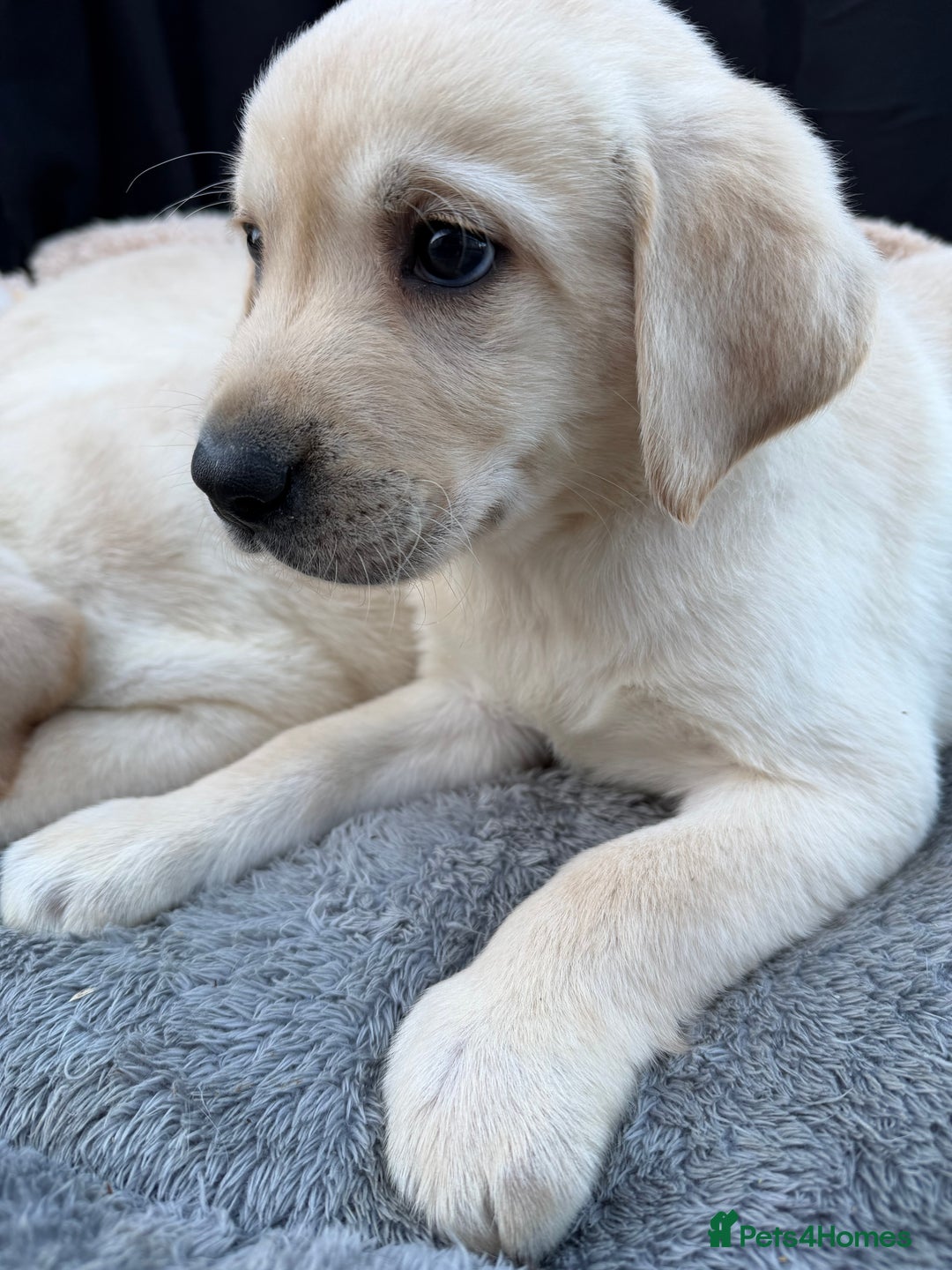 Labrador Retriever dogs for sale: Labrador puppies - Advert 5