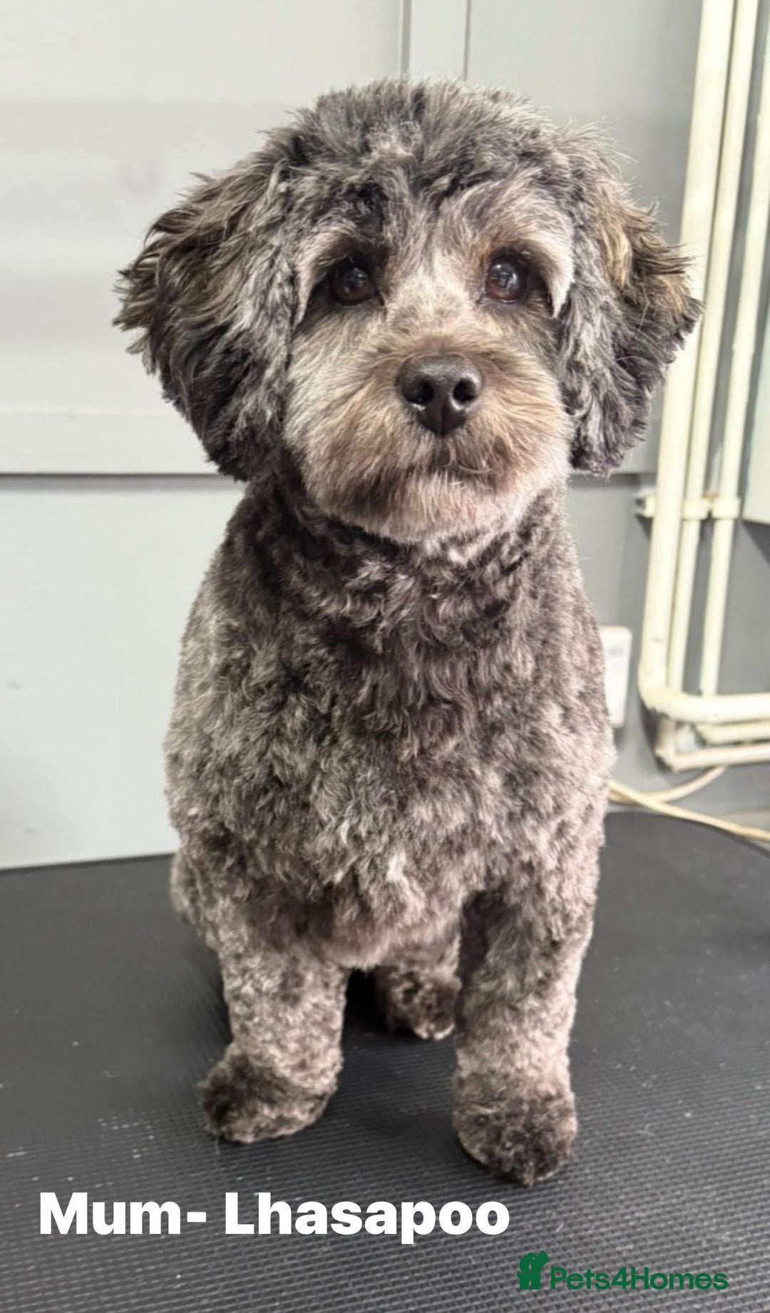 Lhasapoo dogs for sale: Lhasapoo puppies  - Image 8