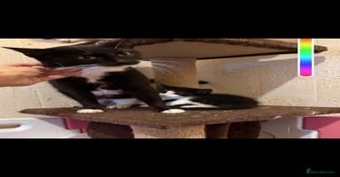 Mixed Breed cats - Advert 8