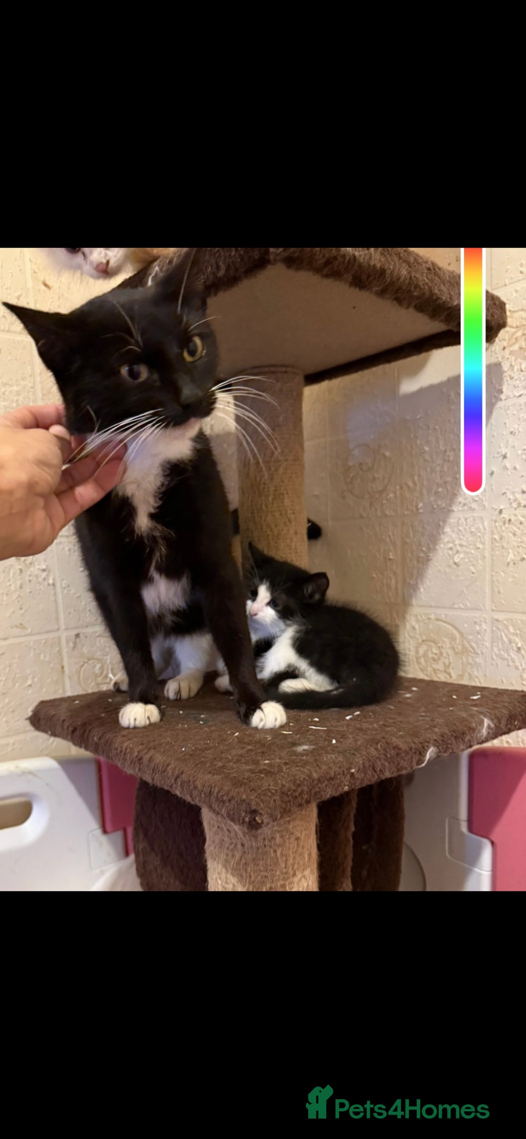 Mixed Breed cats for sale: Kittens  - Image 3