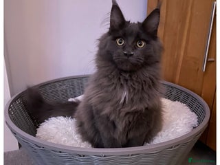 Maine Coon cats 🐈⬛ pedigree Maine coon kitten available now 🐈⬛ - Advert 3
