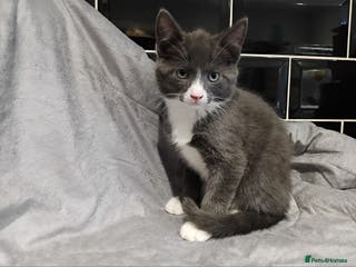 Domestic Shorthair cats Kittens - Advert 1