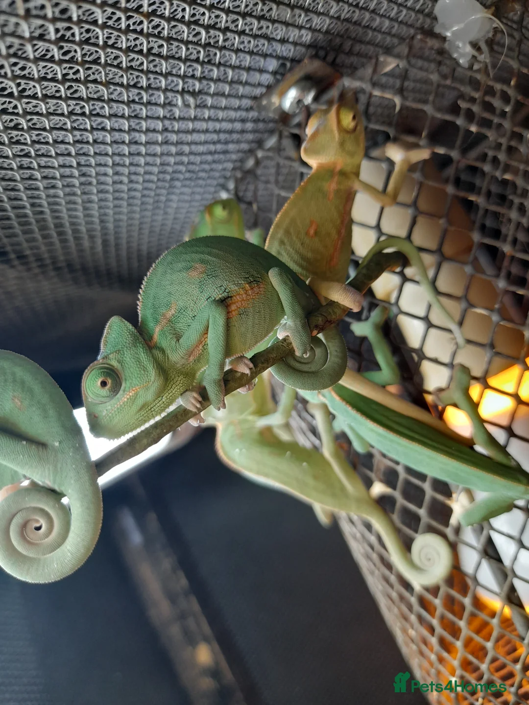 Chameleon reptiles for sale: Baby chameleons in Liverpool - Advert 2