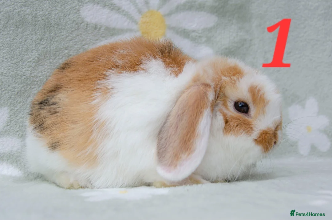 Mini Lop rabbits for sale: Friendly handled Boy2 ready now - Advert 4