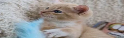 Siberian cats for sale: Beautiful Siberian Kittens-3 Boys-Hypoallergenic - Advert 8