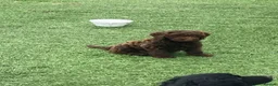 Cockapoo dogs for sale: F1 Cockapoos - Advert 2