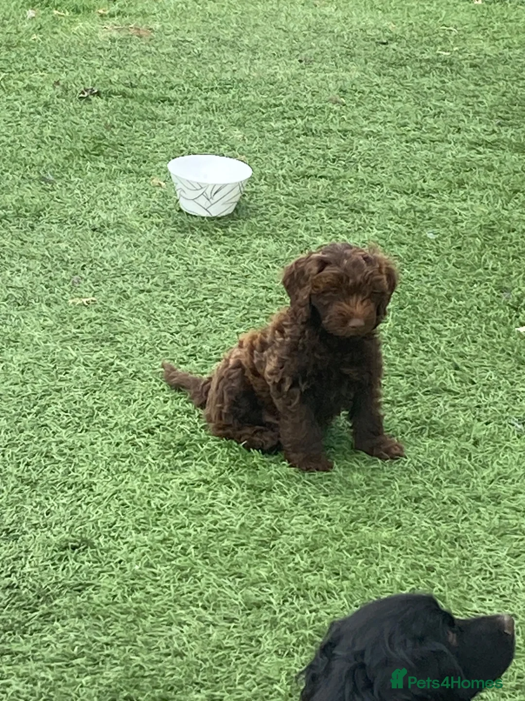 Cockapoo dogs for sale: F1 Cockapoos - Advert 2
