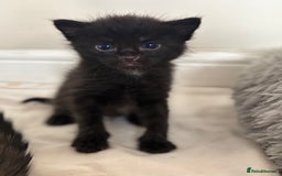 Maine Coon cats for sale: 5 bengal/maine coon kittens - Image 10
