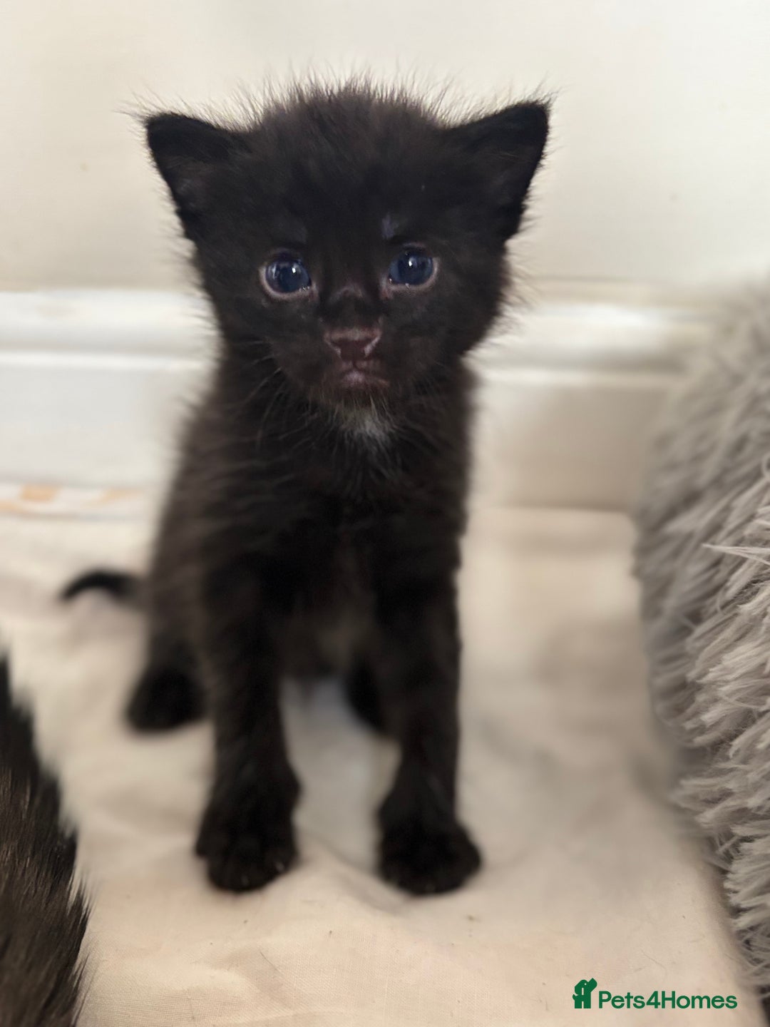 Maine Coon cats for sale: 5 bengal/maine coon kittens - Image 10