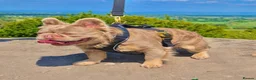 French Bulldog dogs for sale: Fluffy Newshade Choc/ Tan French Bulldog Puppies - Advert 7