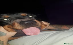 Rottweiler dogs for sale: Stunning rottweiler puppies  - Image 23