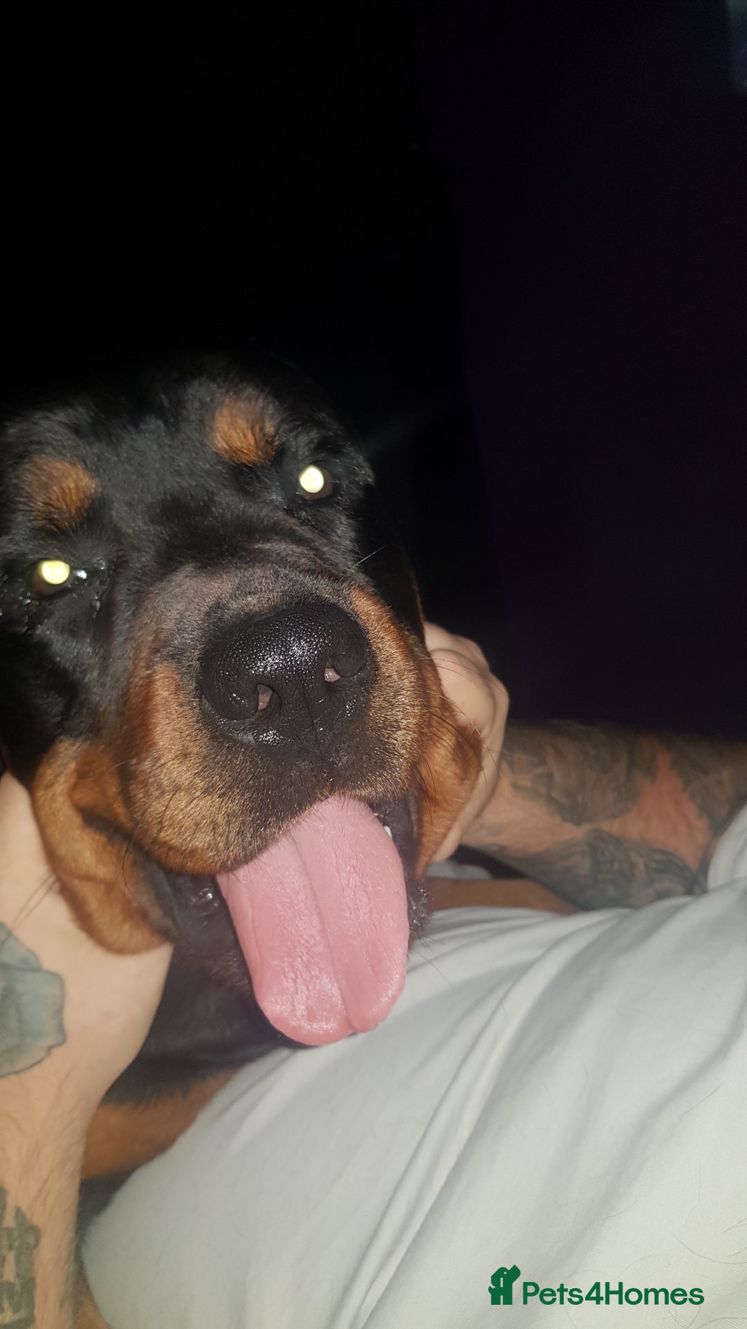 Rottweiler dogs for sale: Stunning rottweiler puppies  - Image 23