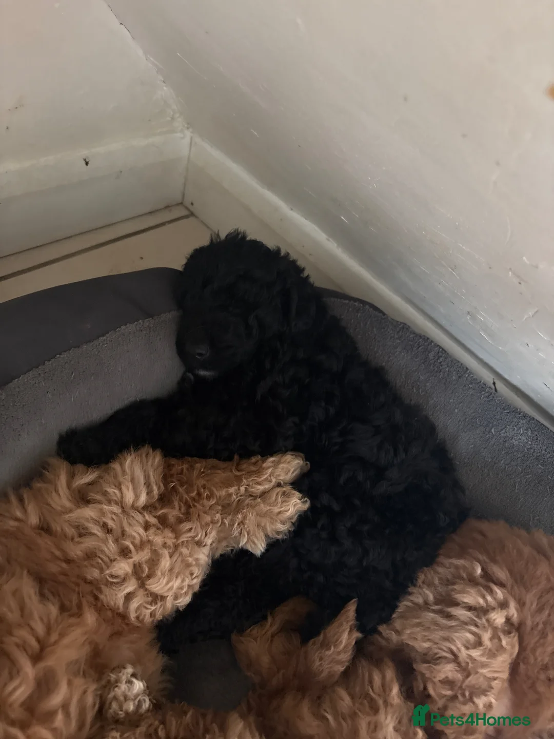 Cockapoo dogs for sale: Cockapoo pup  - Advert 1