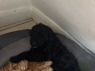 Cockapoo dogs Cockapoo pup - Advert 1