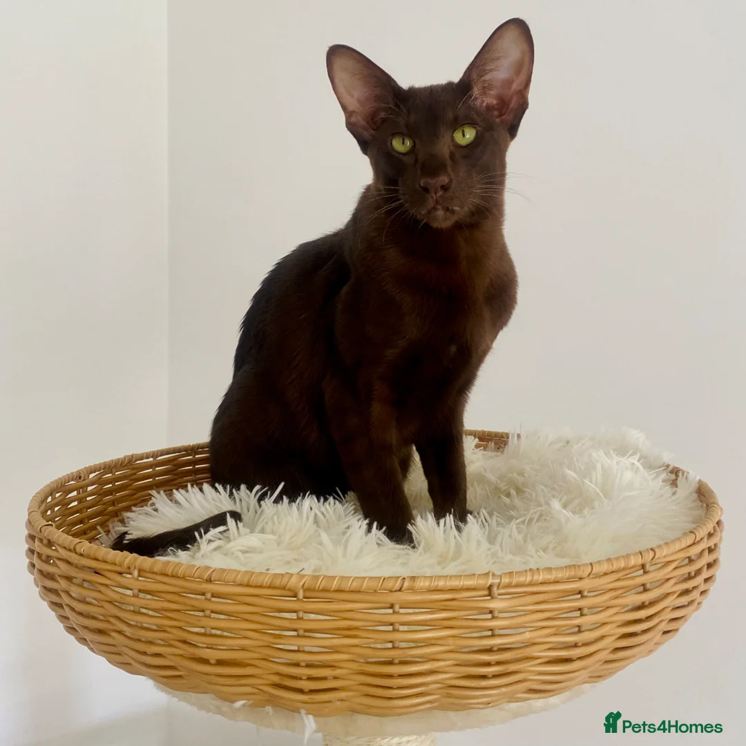 Havana Brown cats for sale: Pedigree Havana Brown Boys GCCF reg - Advert 18