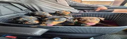 Dobermann dogs for sale: Doberman puppy's  - Advert 3