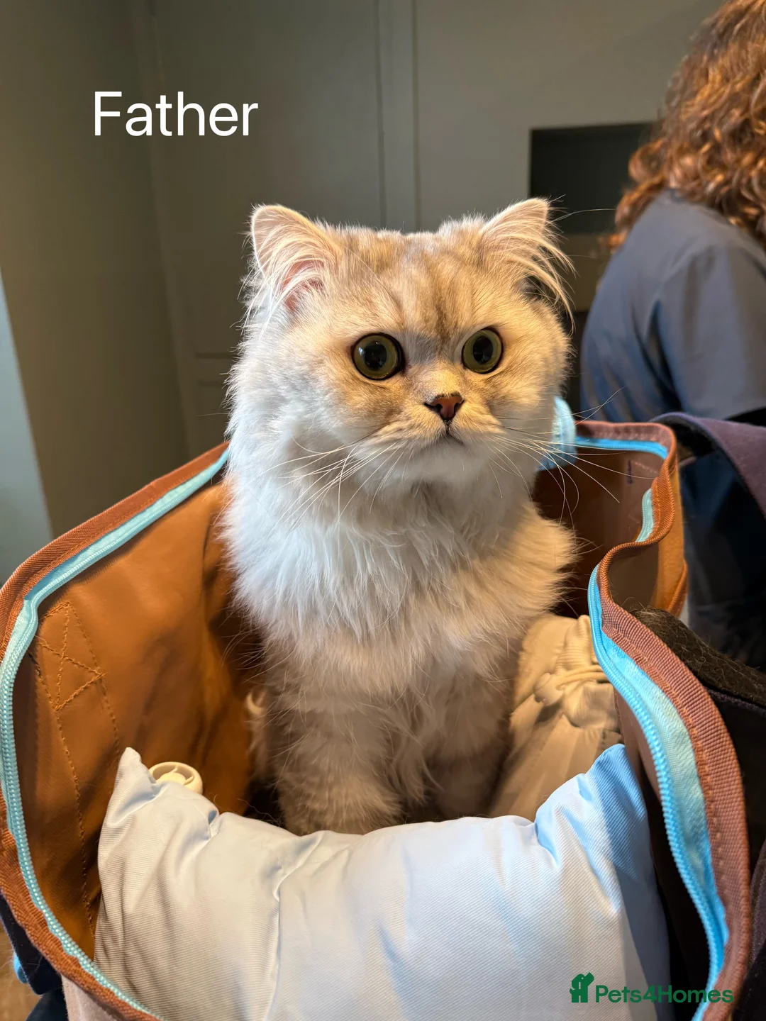 Persian cats for sale: little female chinchilla for sell in Manchester - Advert 2