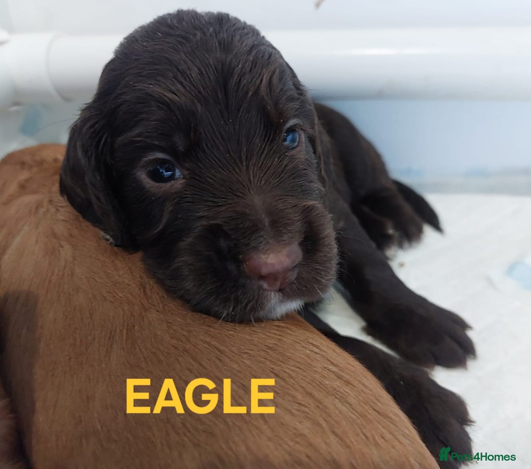 Sprocker dogs for sale: Exceptional working-line puppies for loving homes! - Image 7