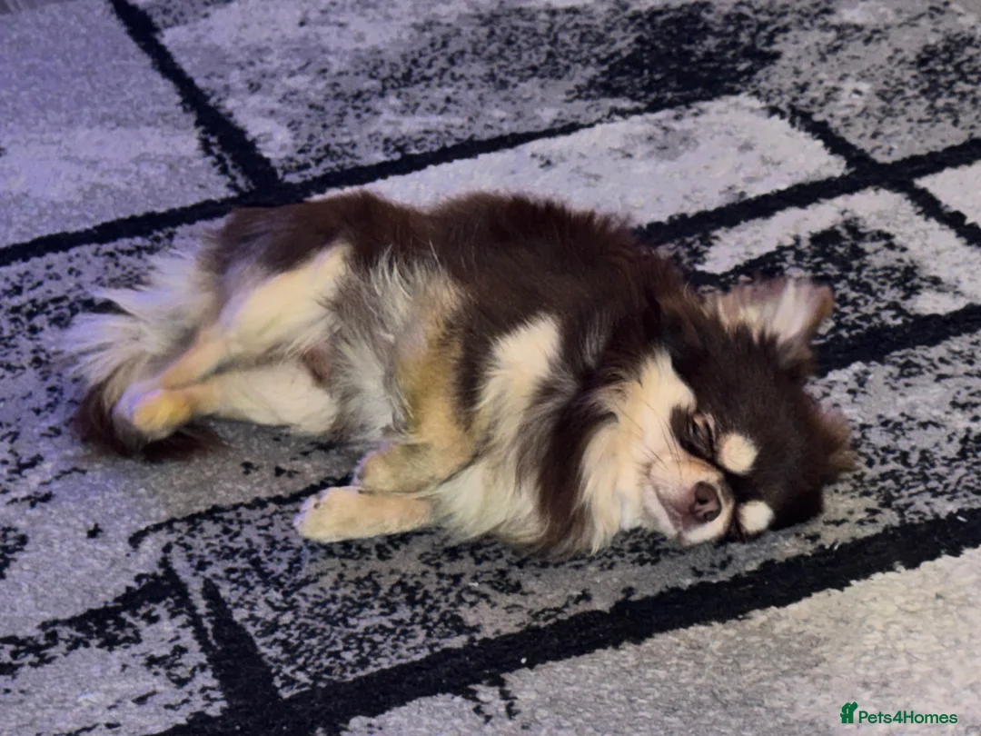 Chihuahua dogs for stud: Cosmo the choc & cream proven stud - Advert 1