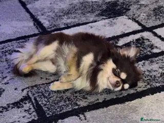 Chihuahua dogs Cosmo the choc & cream proven stud - Advert 2