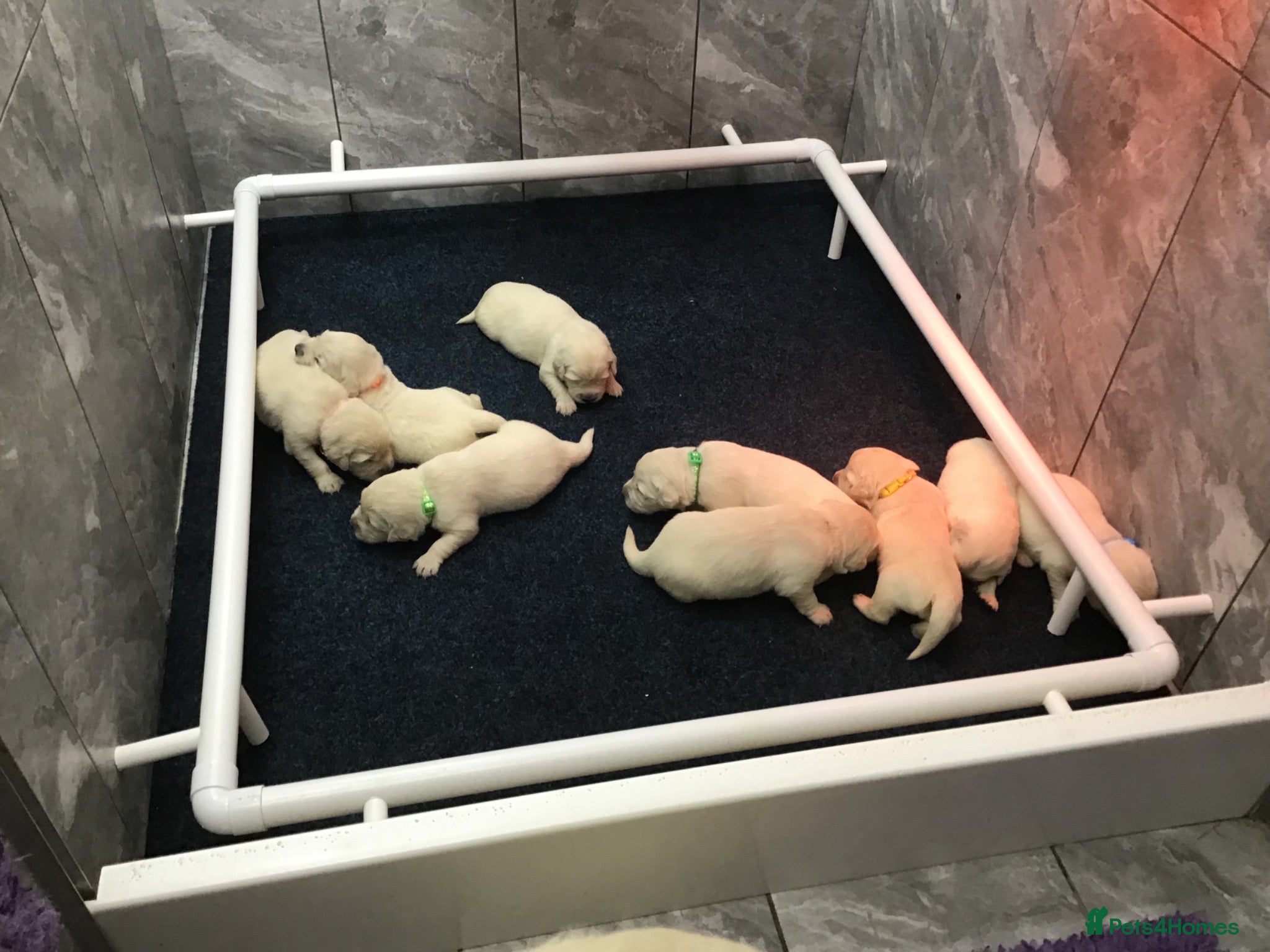 Golden Retriever dogs Kc Registered Golden Retriever puppies - Advert 2