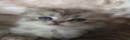 Persian cats for sale: Persian kittens  in Worksop - Advert 13
