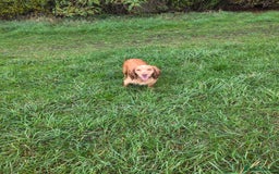 Cocker Spaniel dogs for sale: Kc registered mixed litter - Image 10