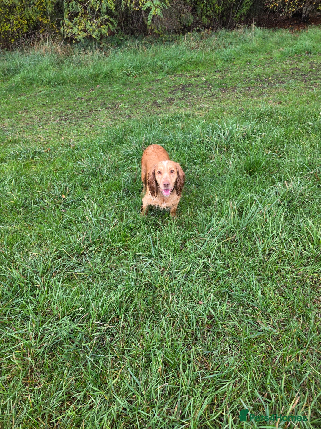 Cocker Spaniel dogs for sale: Kc registered mixed litter - Image 10