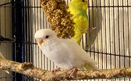 Budgerigars birds for sale: 7 Baby budgies for sale  - Advert 6