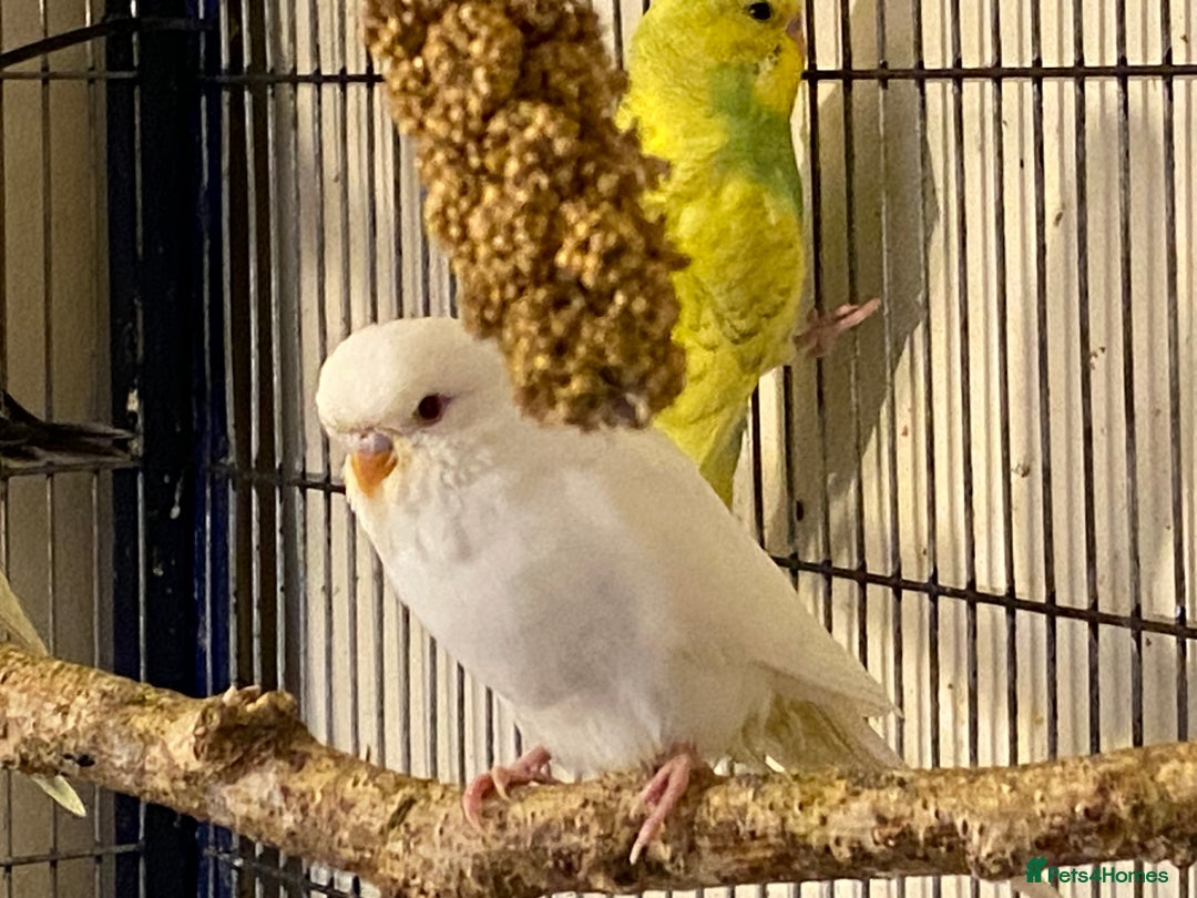 Budgerigars birds for sale: 7 Baby budgies for sale  - Advert 6