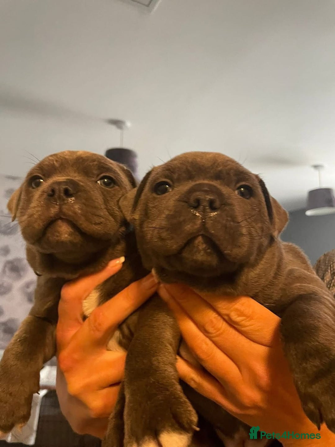 Staffordshire Bull Terrier dogs for sale: Full Pedigree Blue Staff Puppies - Image 5