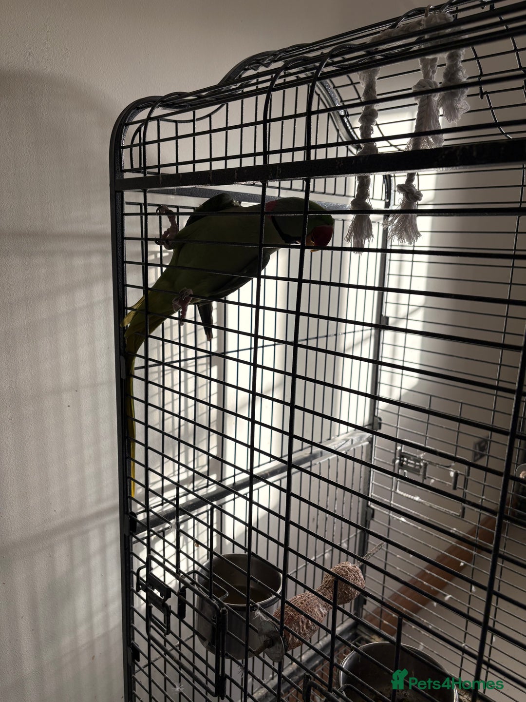 Parrots birds for sale: Alexandrine for sale - Advert 4