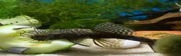 Plecos fish for sale: Adult ancistrus(bristlenose) plecs albino & brown - Advert 3