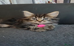 Mixed Breed cats for sale: Beautiful kittens for sale. - Image 1