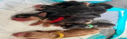 Cocker Spaniel dogs for sale: Only 2 Gorgeous KC Reg Show Cocker Boys available  - Advert 8