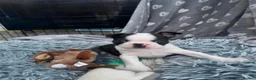 Boston Terrier dogs for sale: Boston for sale - Advert 3