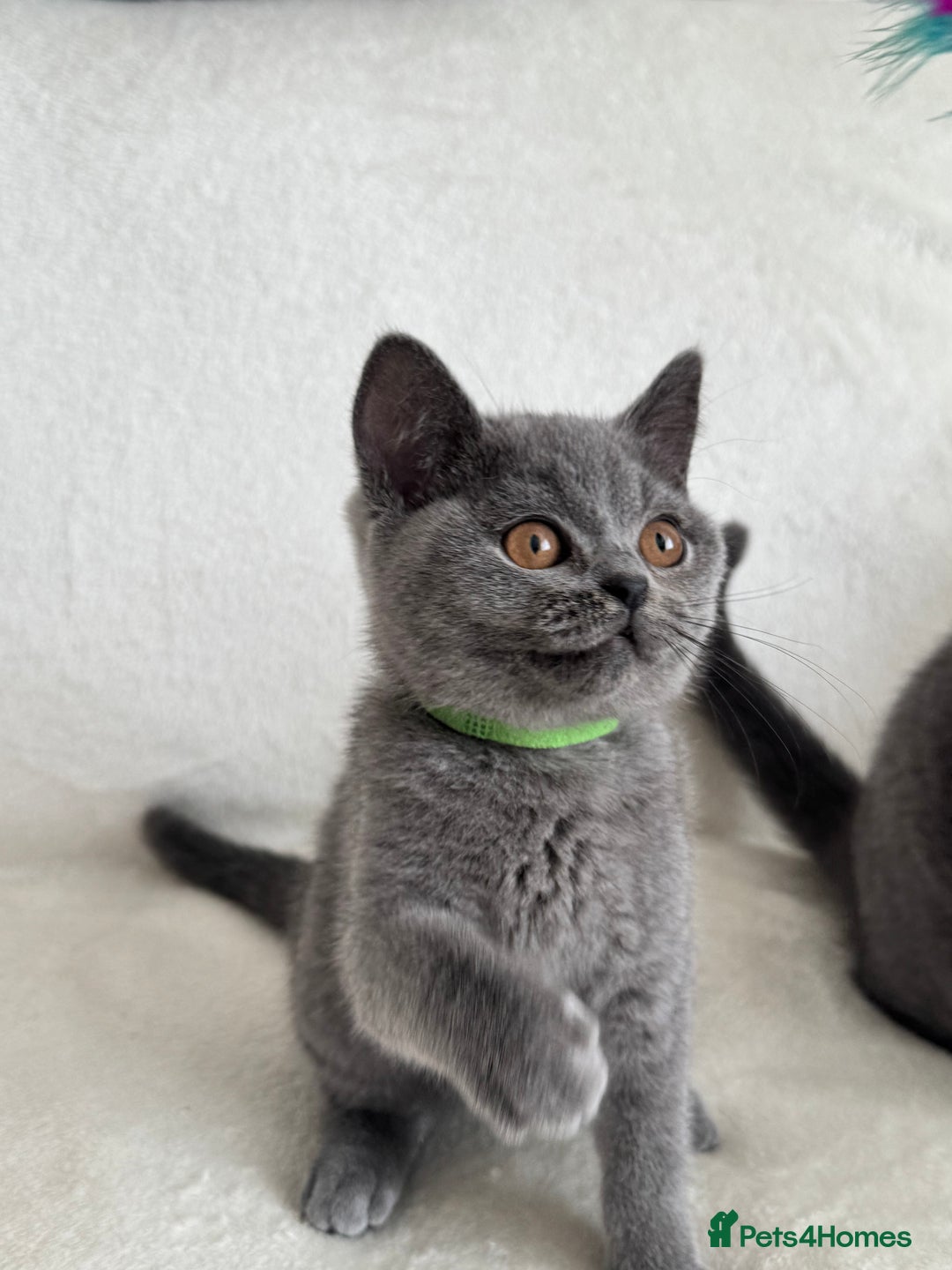 British Shorthair cats for sale: Beautiful British Shorthair Girls  in Bristol - Image 14