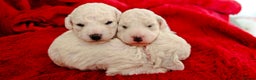 Bichon Frise dogs for sale: Sweet Bichon Frise puppies- Champion Bloodline  - Advert 14