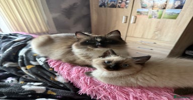 Ragdoll cats - Advert 12