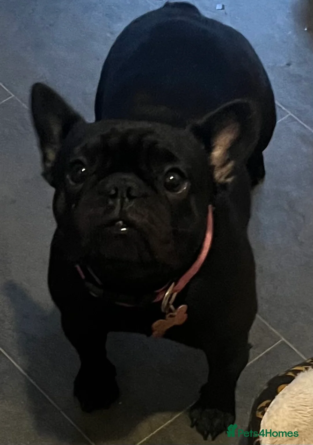 French Bulldog dogs for sale: Beautiful tiny girl  - Advert 4