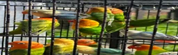 Lovebirds birds for sale: Lovebirds  - Advert 12
