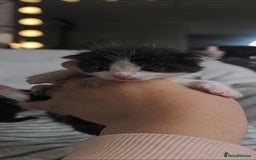 Maine Coon cats for sale: 💫Maine Coon Mix Family Raised Kittens💫 5*Reviews - Image 4