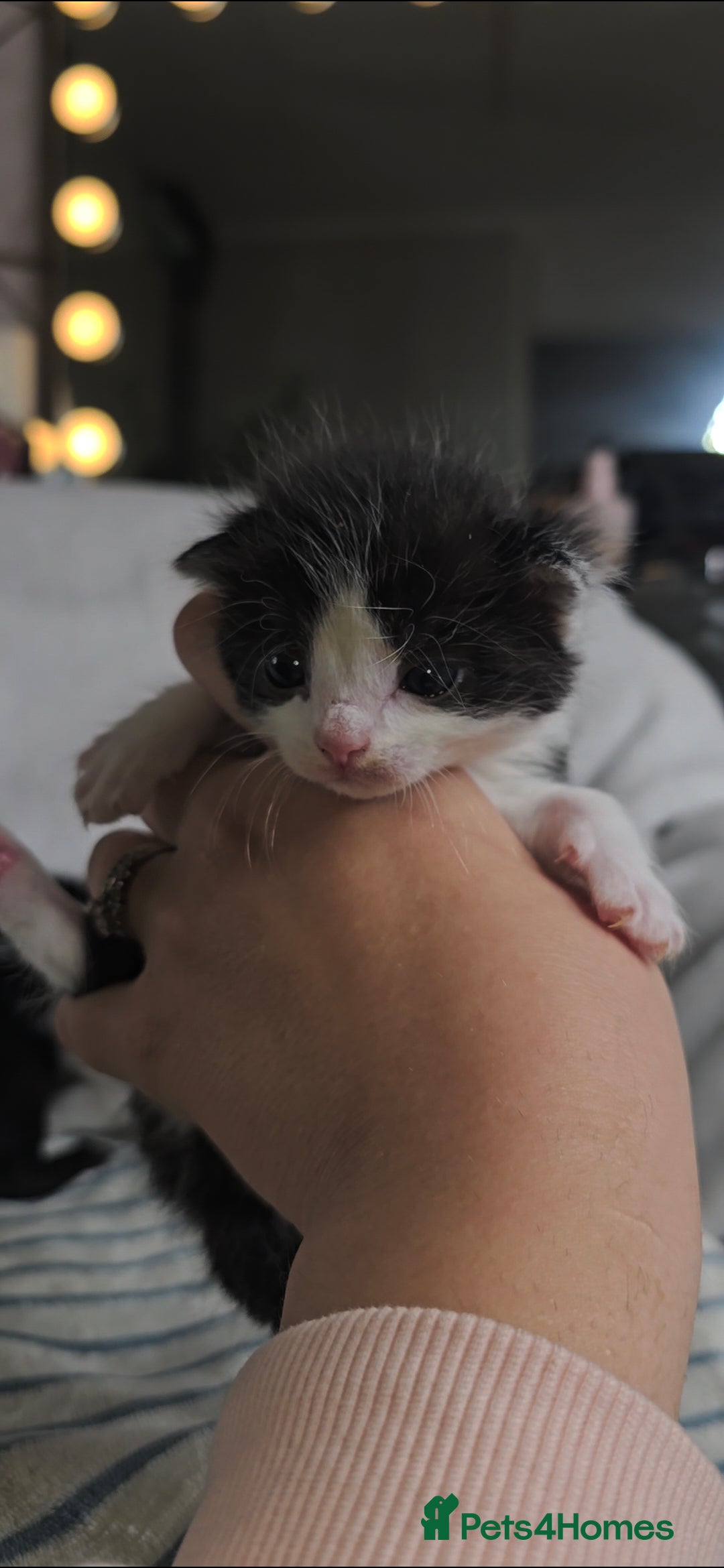 Maine Coon cats for sale: 💫Maine Coon Mix Family Raised Kittens💫 5*Reviews - Image 4
