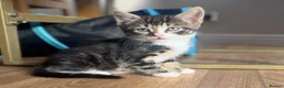 British Shorthair cats for sale: Adorable Kittens Looking for Loving Homes - Advert 16