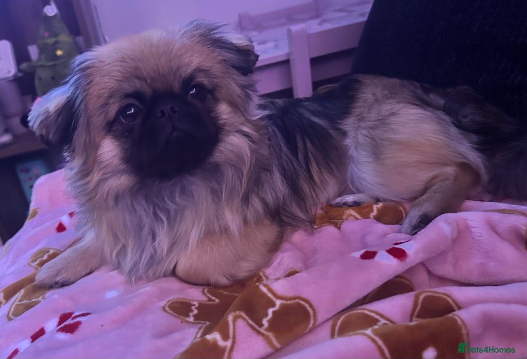 Pekingese dogs for stud: PEKINGESE STUD - Advert 6