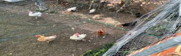 Mixed Breed poultry for sale: Mixed breed young 1 year old chicken - Advert 6