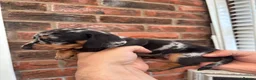 Miniature Dachshund dogs for sale: Beautiful KC true to breed miniature dachshunds   - Advert 5