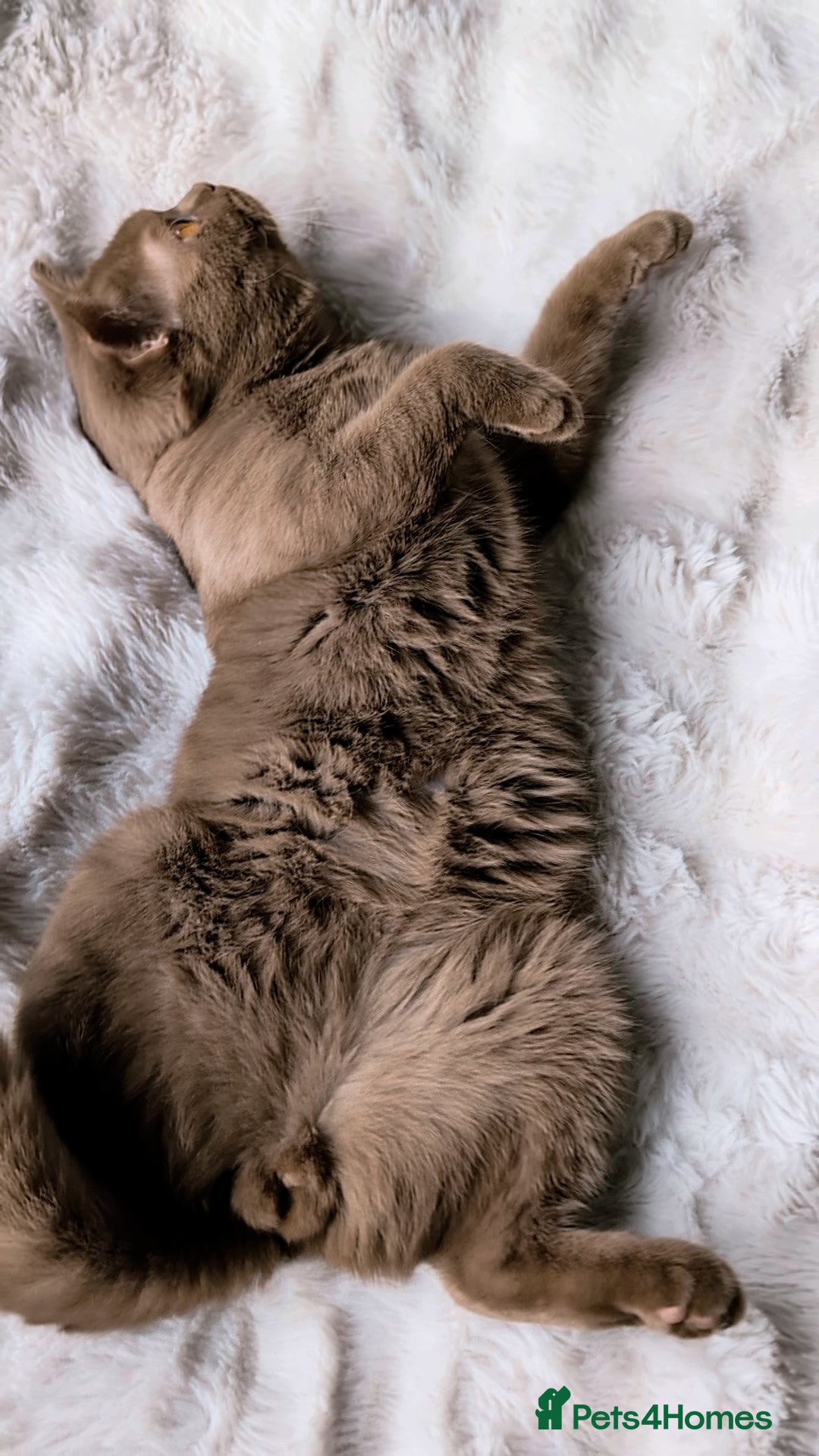 British Shorthair cats for stud: 💦CINNAMON🩸Blood B❣️GCCF & TICA 💙STUD only  - Advert 10